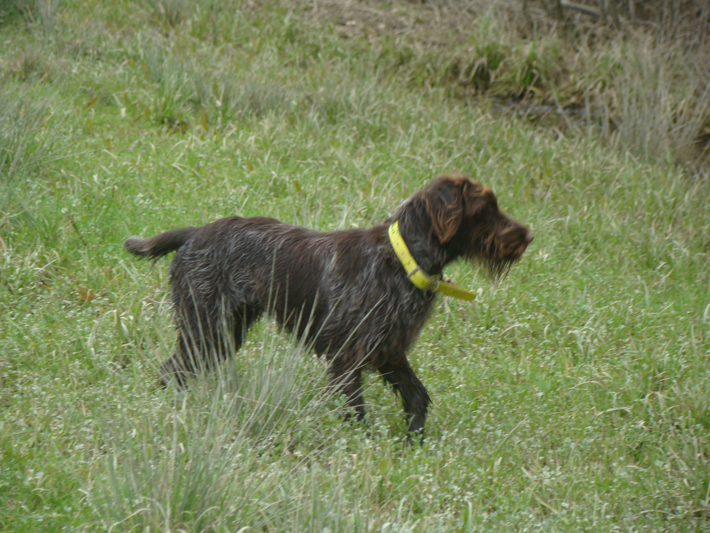 Arès Des Gaves D'Argent