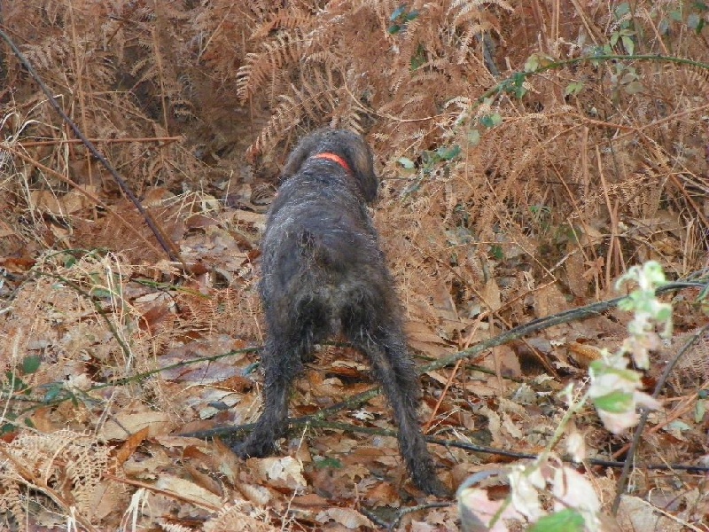 Action de chasse